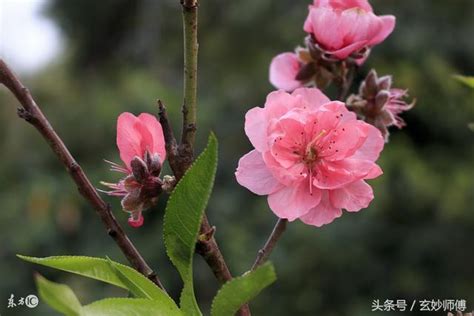 爛桃花怎麼辦|桃花運的爛桃花是什麼意思？如何化解爛桃花？如何增。